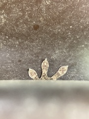 Gekko japonicus