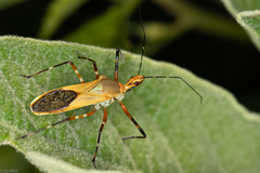 Zelus laticornis