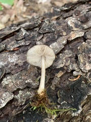 Pluteus eos