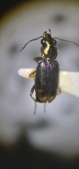 Bembidion rapidum