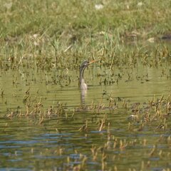 Anhinga anhinga