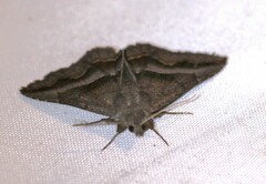 Lesmone griseipennis