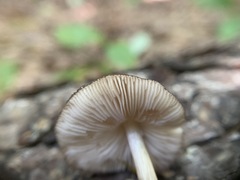 Pluteus eos