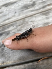 Melanoplus fasciatus