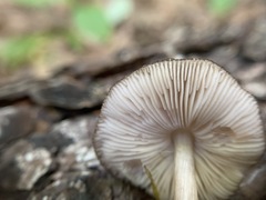 Pluteus eos