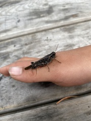 Melanoplus fasciatus