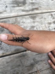 Melanoplus fasciatus