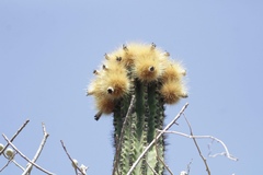 Pachycereus