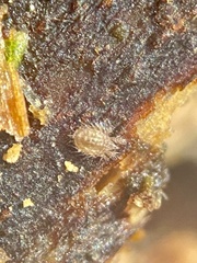 Cepheidae