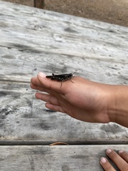 Melanoplus fasciatus
