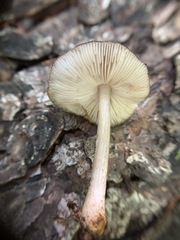 Pluteus eos