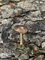 Pluteus eos