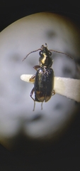 Bembidion rapidum
