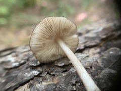 Pluteus eos