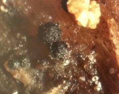 Echinosphaeria canescens