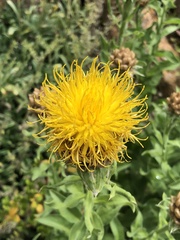 Centaurea macrocephala