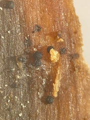 Echinosphaeria canescens