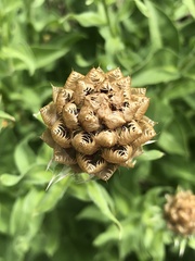 Centaurea macrocephala