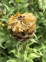 Centaurea macrocephala