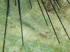 Istigobius