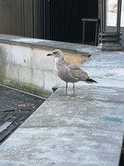 Larus argentatus