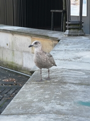Larus argentatus