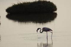 Phoenicopterus roseus