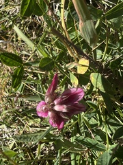 Trifolium brandegeei