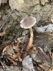 Cortinarius comptulus