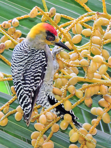 Golden-cheeked Woodpecker