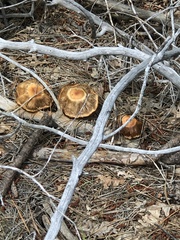 Cortinarius subbalaustinus