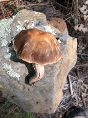 Cortinarius subbalaustinus
