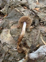 Cortinarius comptulus