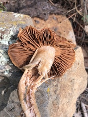 Cortinarius subbalaustinus