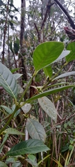 Ronabea latifolia