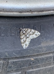 Hoplosauris granitata