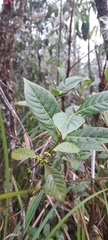 Ronabea latifolia