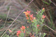 Castilleja fissifolia