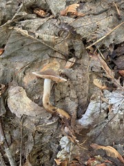 Cortinarius comptulus