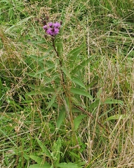 Vernonia glauca