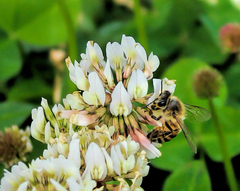Apis mellifera