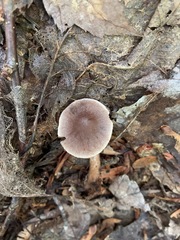 Cortinarius comptulus