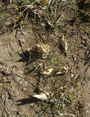 Colchicum melanthioides