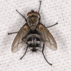 Microphthalma disjuncta