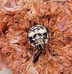 Bagrada hilaris
