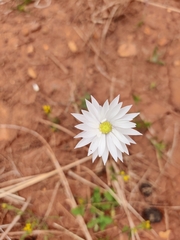 Rhodanthe chlorocephala