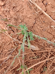 Rhodanthe chlorocephala