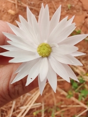 Rhodanthe chlorocephala