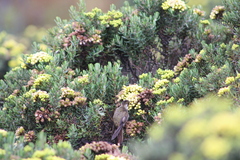 Oxypogon stuebelii