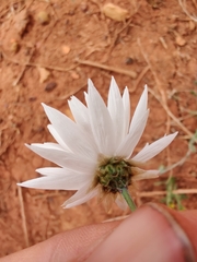 Rhodanthe chlorocephala